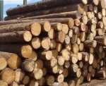 Axcellent supply wholesale board price white pine wood timber logs lumber planks furniture construction pine wood