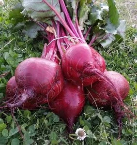 Beetroot Extract, Beetroot Juice Powder, Sugar Beet P.E., vegetable, fruits, spice, salade