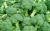 Import Best Quality Fresh Cauliflower green beans from Vietnam