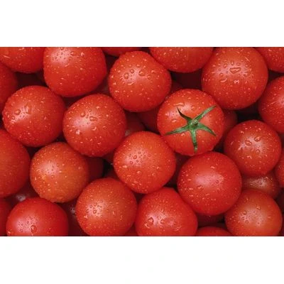 best quality fresh tomato, new crop