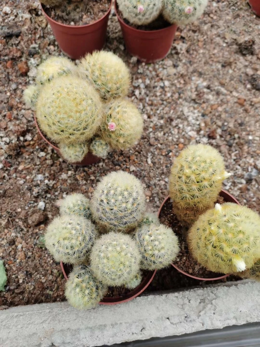 Cactus Plants  Hot sale  Mini  Live Cactus Succulent Plants indoor plant mammillaria carmenae with many heads