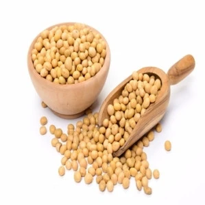 Certified Soybeans +Non gmo yellow soybean +soya bean seed