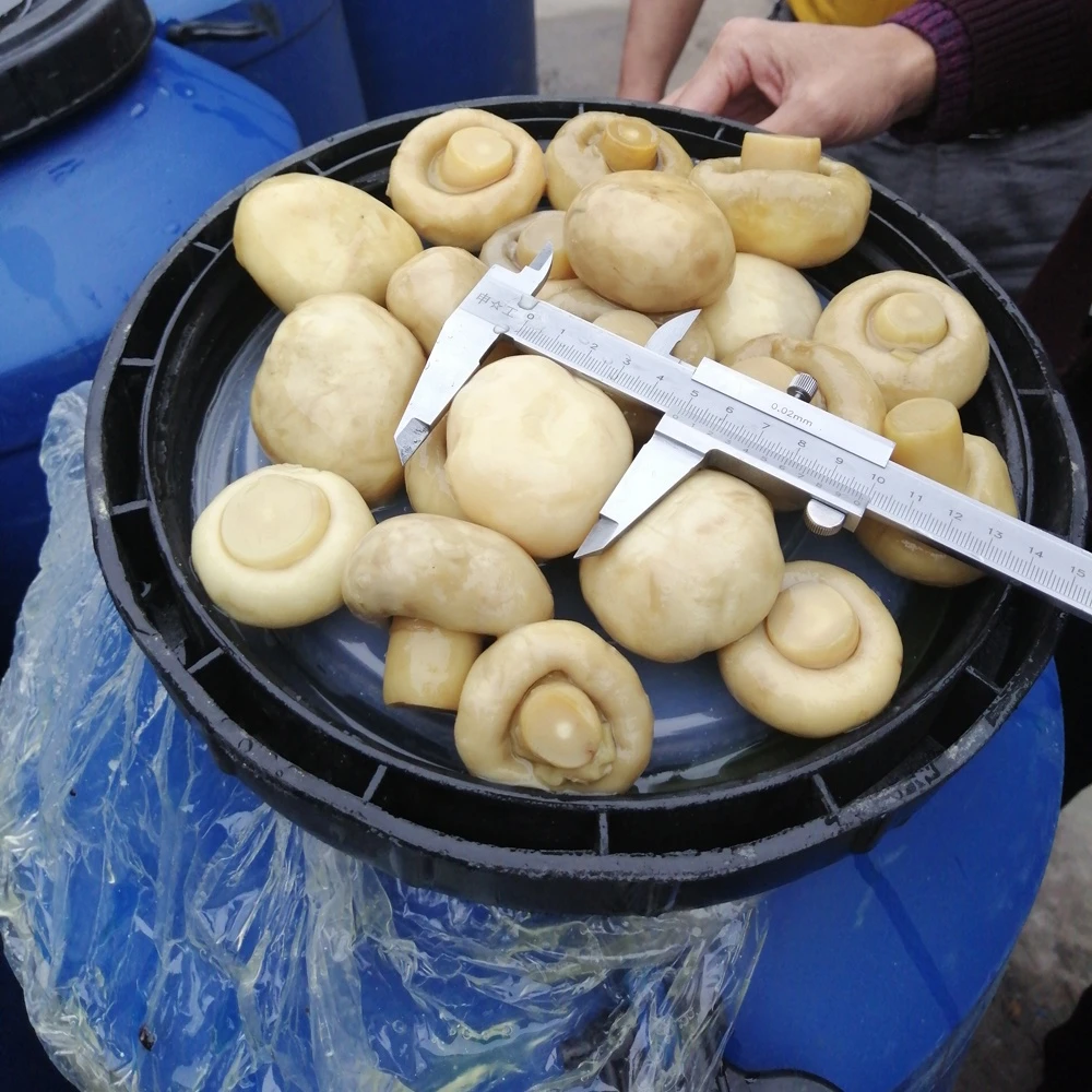 Champignon mushroom in 50kg drum in brine