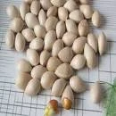 Cheap Price Top Quality Premium Ginkgo Nuts