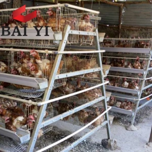 Chicken Egg Poultry Farming Equipment  Animal Husbandry Equipment