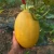 Import China Hybrid F1 Golden Yellow  Ananas Melon Seed For Planting Sweet Crown Long Shelf Life from China