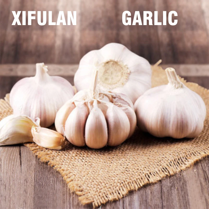 Chinese Manufacturer Fresh White Garlic