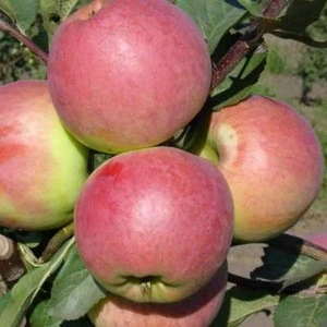 Commonly Cultivated Fresh Quality Guava