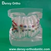 Dental medical plastic teeth model typodont orthodontic