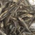 Import Dried Anchovy fish high quality with best price from Vietnam from Vietnam