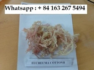 DRIED COTTONII SEAWEED FROM VIETNAM
