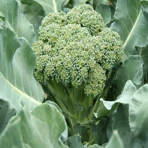 Export frozen fresh broccoli