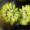 Farm supply high quality fresh kiwi fruit without swelling agent