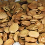 FAVA BEANS _ fava beans for sale / dry fava beans /Dried Broad Beans