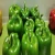 Import Fresh bell pepper from India