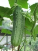 Fresh cucumber/ Green cucumber