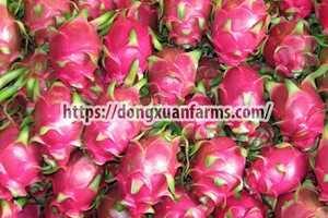 Fresh Dragon Fruit/ High quality and the best price fresh Dragon fruit