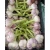 Import Fresh Garlic Offer Different Garlic Packaging Fresh Garlic With Good Price from Egypt
