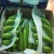 Import Fresh Green Cavendish Banana in Bulk at Wholesale prices from USA