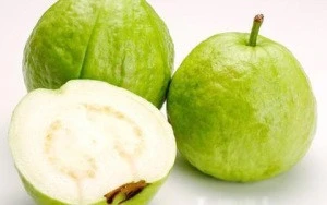 FRESH GUAVA BEST QUALITY EXPORT BY DONGXUAN AGRIMEX VIETNAM