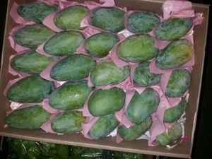 fresh mango high quality 2017 crop (A)