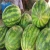 Import Fresh Melons available for sale from China