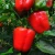 Import fresh natural sweet pepper seeds from China