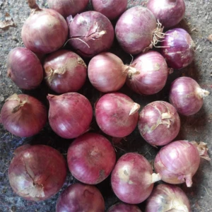 FRESH ONIONS/RED ONIONS/YELLOW ONIONS BUYERS