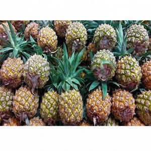 Fresh Pineapples for sale now  cheap