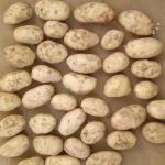 fresh potato new crop
