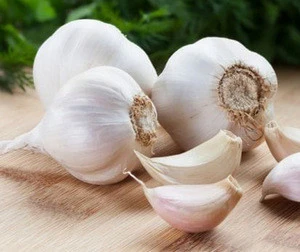 Fresh Pure White Normal White garlic supplier in China