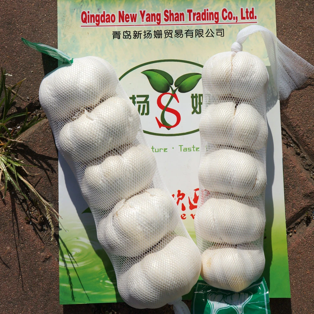 Fresh white garlic 5 cm up hot sale