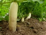 FRESH WHITE RADISH (Whatsapp: +84 845 639 639)