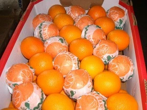 Fruit Citrus Orange, 100% Natural Fresh Citrus Fruits,Lemon orange lime citrus Juice