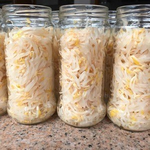 good quality Chinese canned vegetable 370ml mung bean sprout in brine in jar OEM
