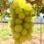 Import Grapes from India