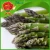 Import Green aspargus fresh asparagus prices from China