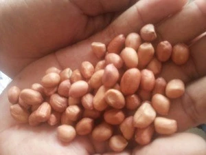 High quality agricultural products, peanuts for sale