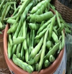 high quality dried broad beans/fava beans