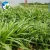 Import High Sprouting Rate Fodder Grass Seeds Pasture Seeds Sweet Sorghum Dochna Sorghum Bicolor Seeds from China