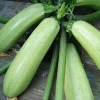 High yield green marrow seeds, summer squash seeds for plant