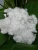 Import Hollow Conjugated Siliconized Polyester Staple Fiber (HCS PSF) from Vietnam