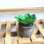 Import Home Decoration Artificial Mini Succulent Potted Plants Bonsai Indoor Plants from China