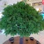 Import Indoor Huge Fiberglass Artificial Banyan Tree with Lights from China