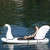 Import Inflatable Rowing Boats with White Swan Head &amp; Seat Surfboard For Men Women Kids Safe Surf Board Stand-Up Floats Water Party Toy from China