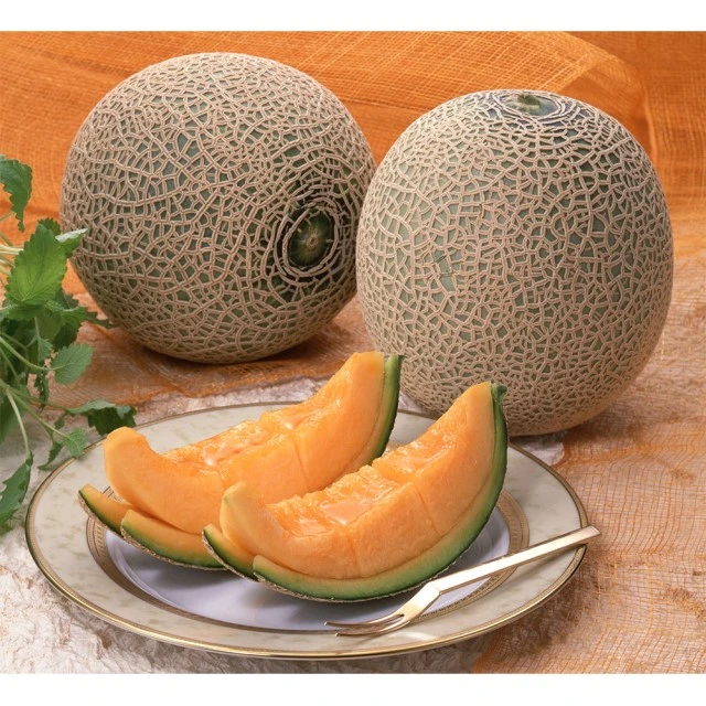 Japanese Green Melon Grown In Sandy Soil Suited For Melons