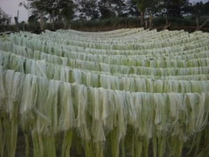 Kenya sisal fiber for sale
