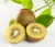 Import Kiwi gold australia/golden kiwi/Kiwi fruit from China