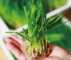 Korea Organic Barley Sprout Powder For Slimming and Antioxidation