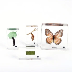 Life Cycle of Butterfly Insect Resin Specimen Biological Teaching Tool Collection Gift OEM education supplies for  kids toys